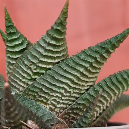 Haworthia Limifolia