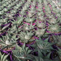 Haworthia Limifolia - plant store® 