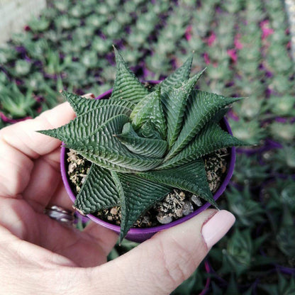 Haworthia Limifolia