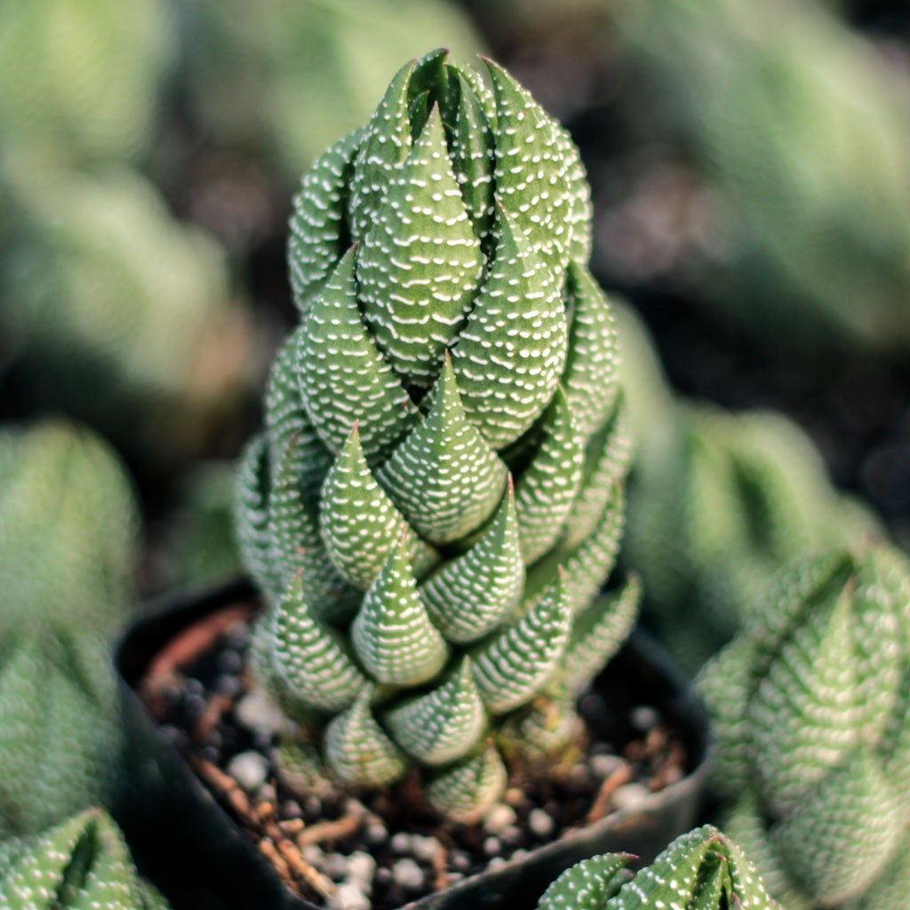 Haworthia Coarctata  (Bare Rooted)