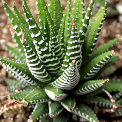 Haworthia Zebra (Bare Rooted)