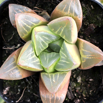 Haworthia Mutica (Bare Rooted)