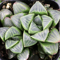 Haworthia Mutica (Bare Rooted) - plant store® 