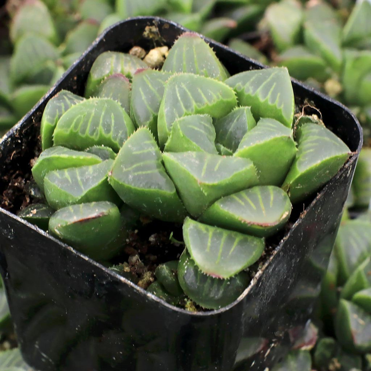 Haworthia Mutica (Bare Rooted) - plant store® 