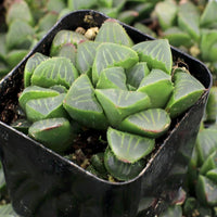 Haworthia Mutica (Bare Rooted) - plant store® 