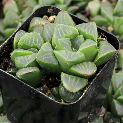 Haworthia Mutica (Bare Rooted)