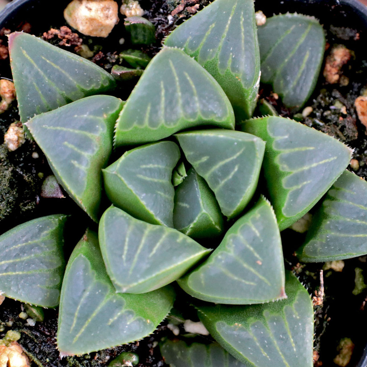 Haworthia Mutica (Bare Rooted) - plant store® 