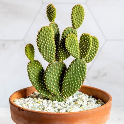 Green Bunny Ear Cactus