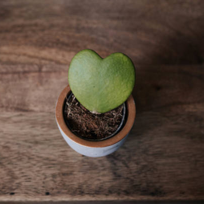 Hoya Heart Single Leaf Plant - Green