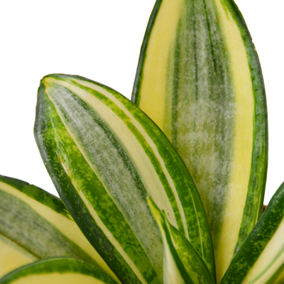 Hanhi Gold Snake Plant