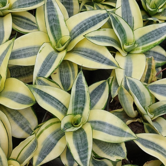 Hanhi Gold Snake Plant