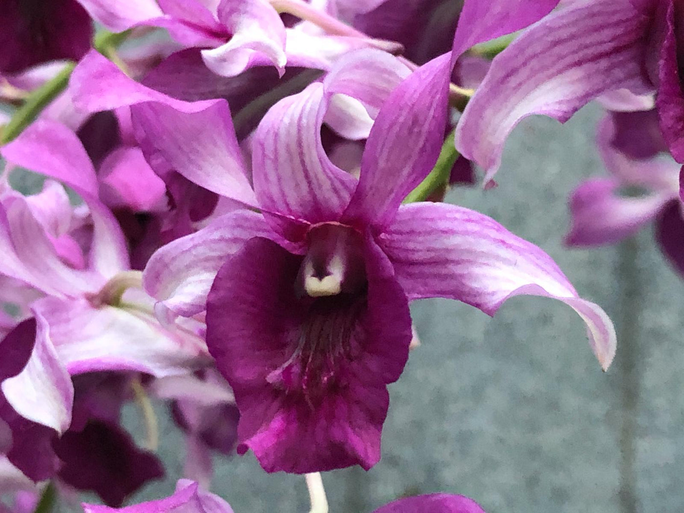 Orchid - Dendrobium Serene Chang Red (Blooming Size) - plant store® 
