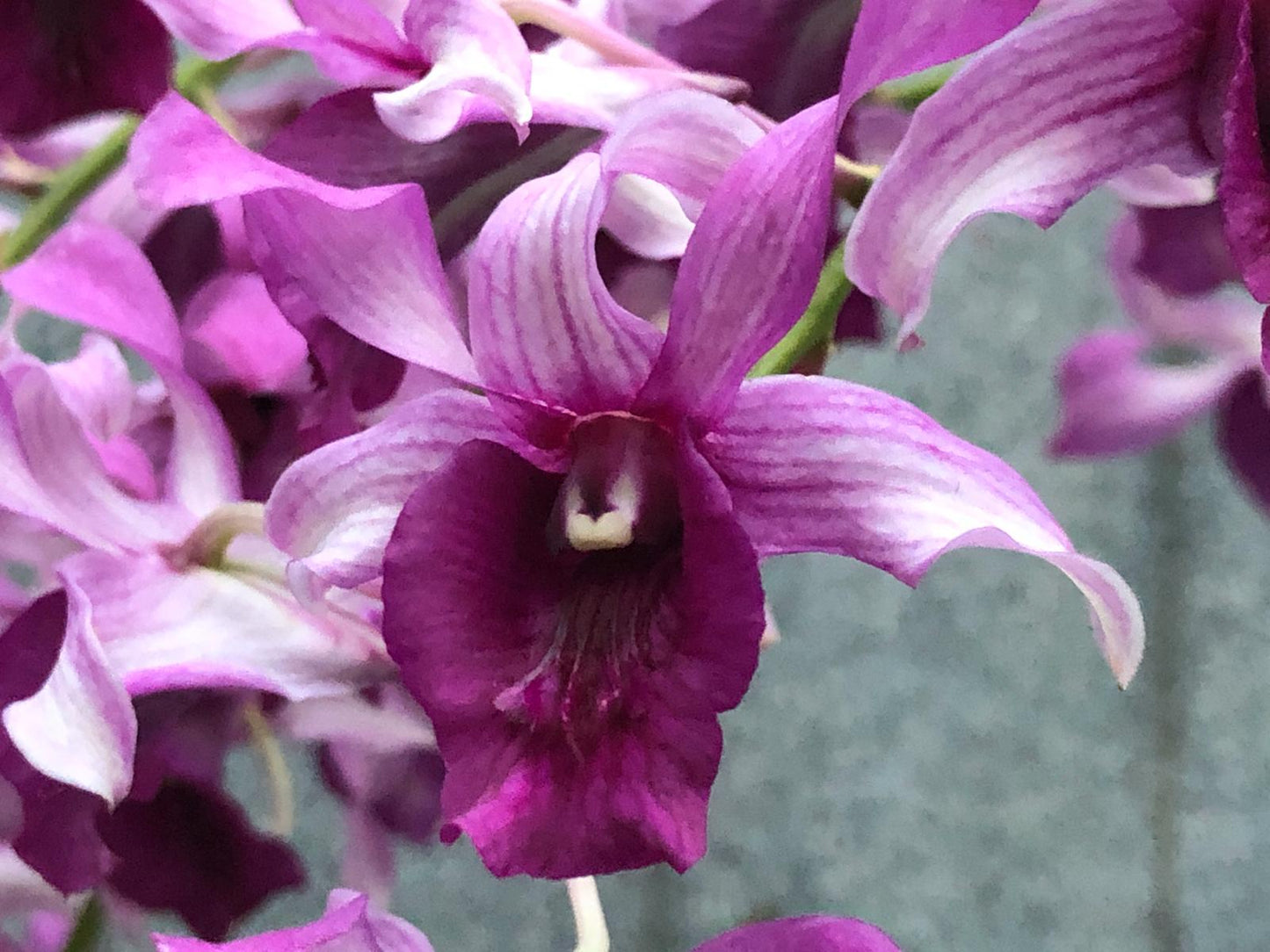 Orchid - Dendrobium Serene Chang Red (Blooming Size)