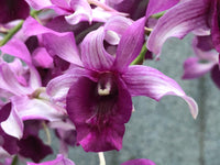 Orchid - Dendrobium Serene Chang Red (Blooming Size) - plant store® 