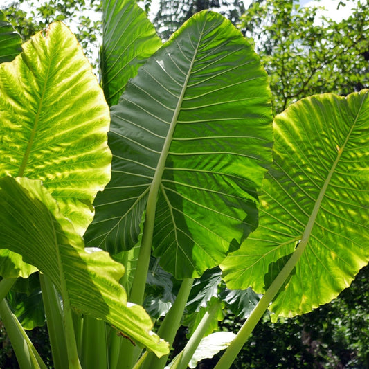 Borneo Giant Alocasia Elephant Ear Plant