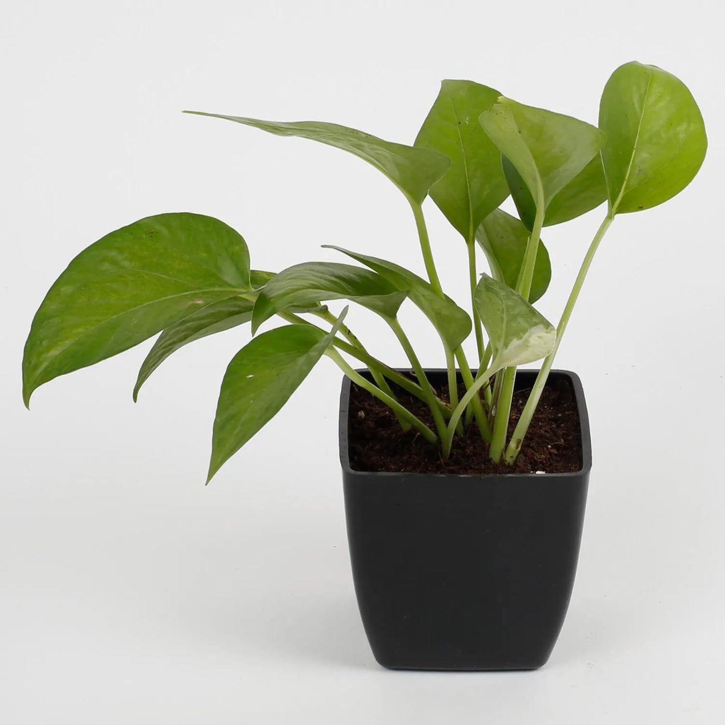 Green Money Plant (Epipremnum Aureum)