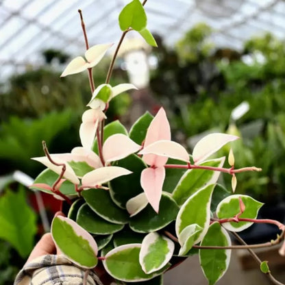 Hoya Carnosa Tricolor 'Krimson Queen' - Variegated Wax Plant