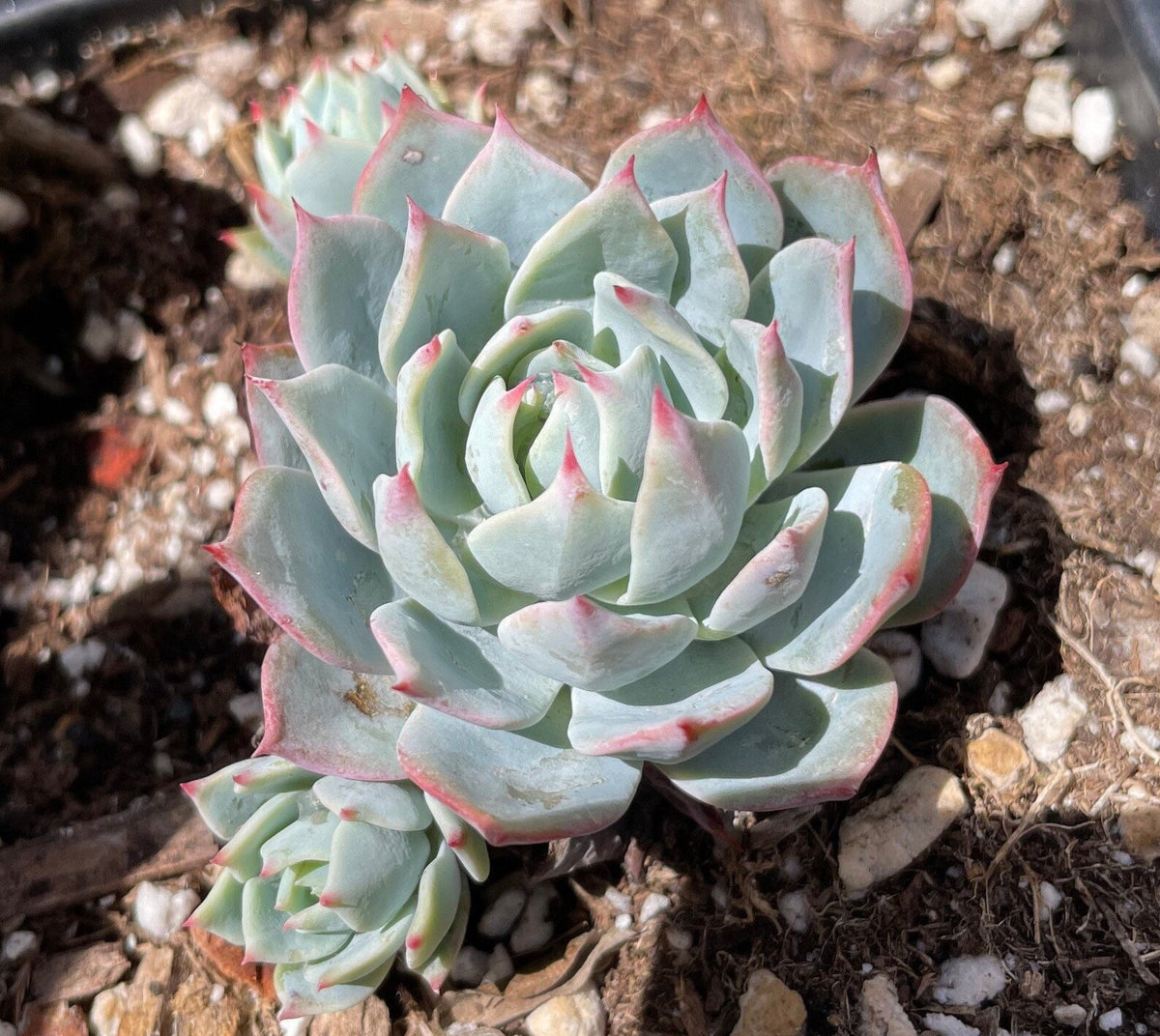 Hybrid Echeveria Orient (Bare Rooted) - plant store® 