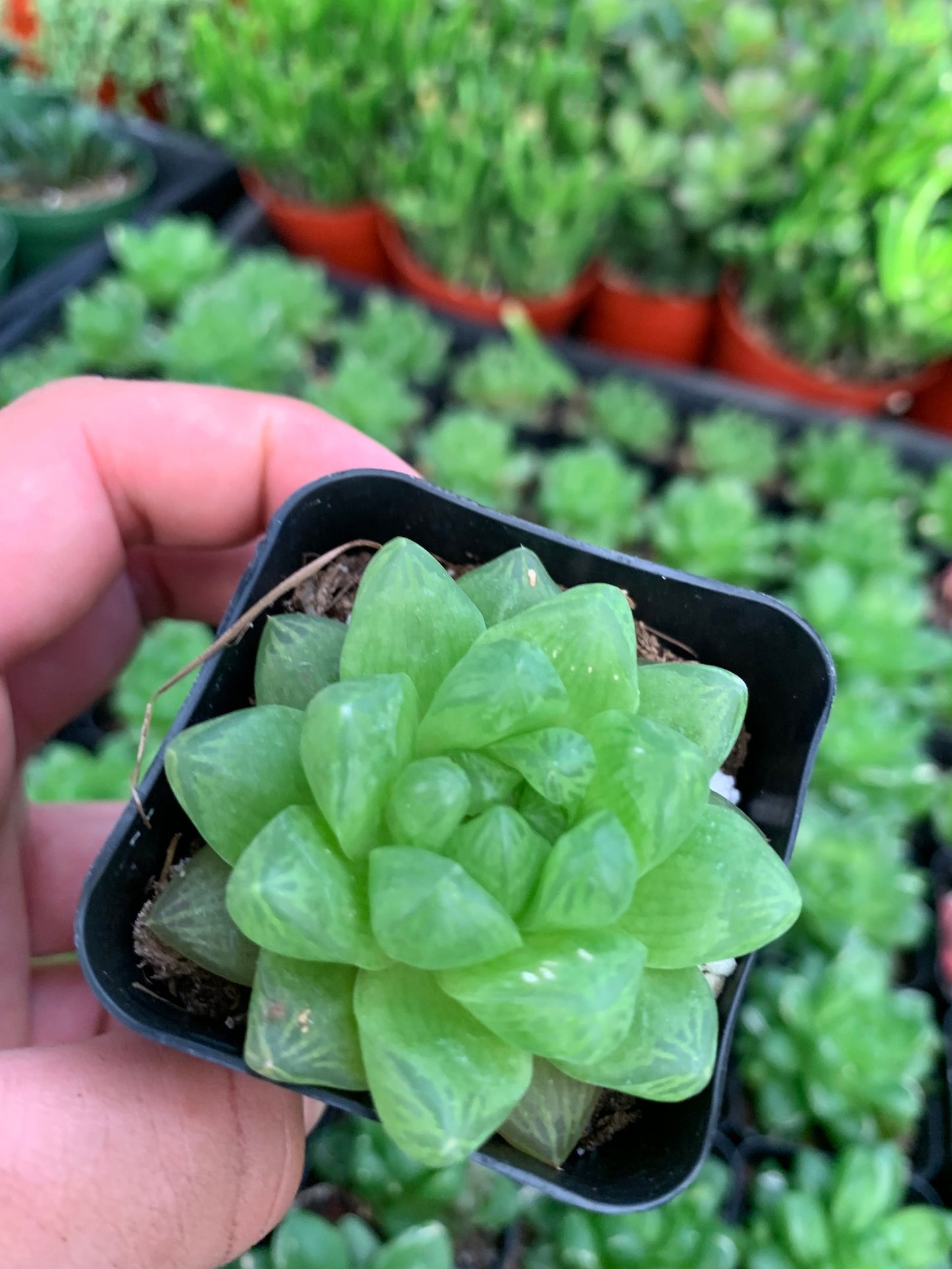 Haworthia Treasures: Rare Haworthia Collection