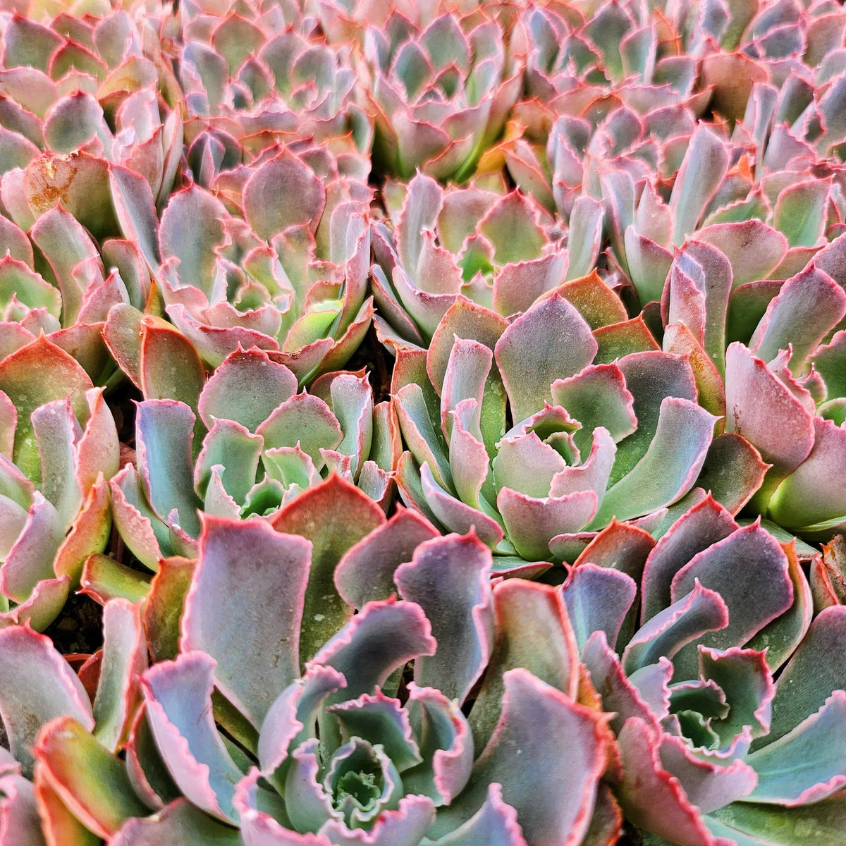 Echeveria Neon Breakers (Plant it Yourself) Bare Rooted