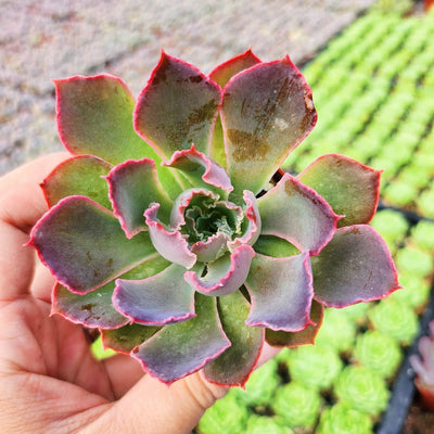Echeveria Neon Breakers (Plant it Yourself) Bare Rooted