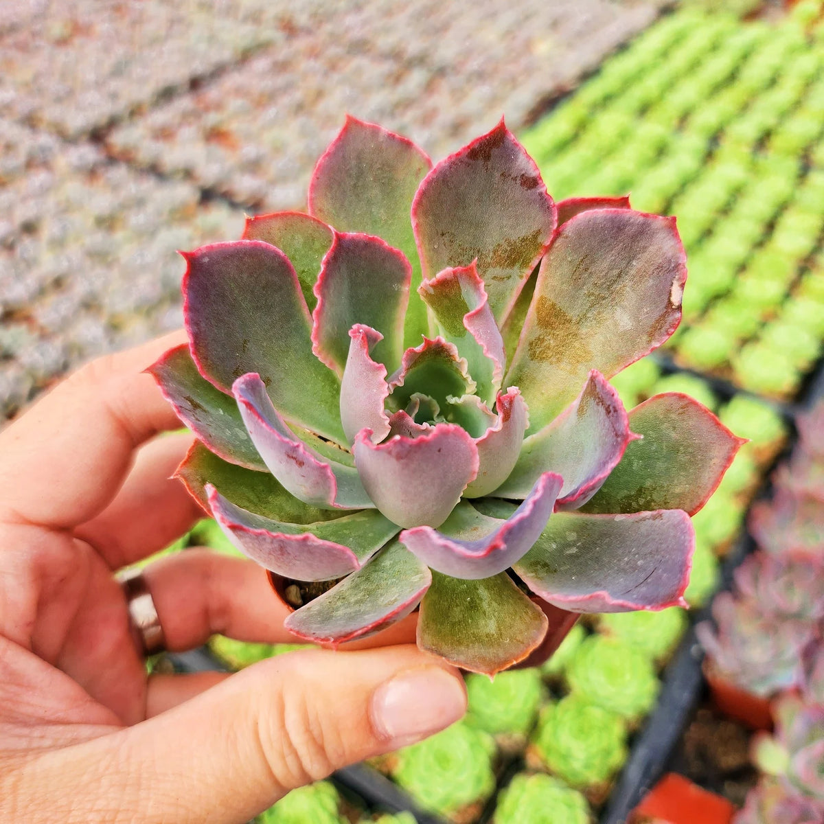Echeveria Neon Breakers (Plant it Yourself) Bare Rooted