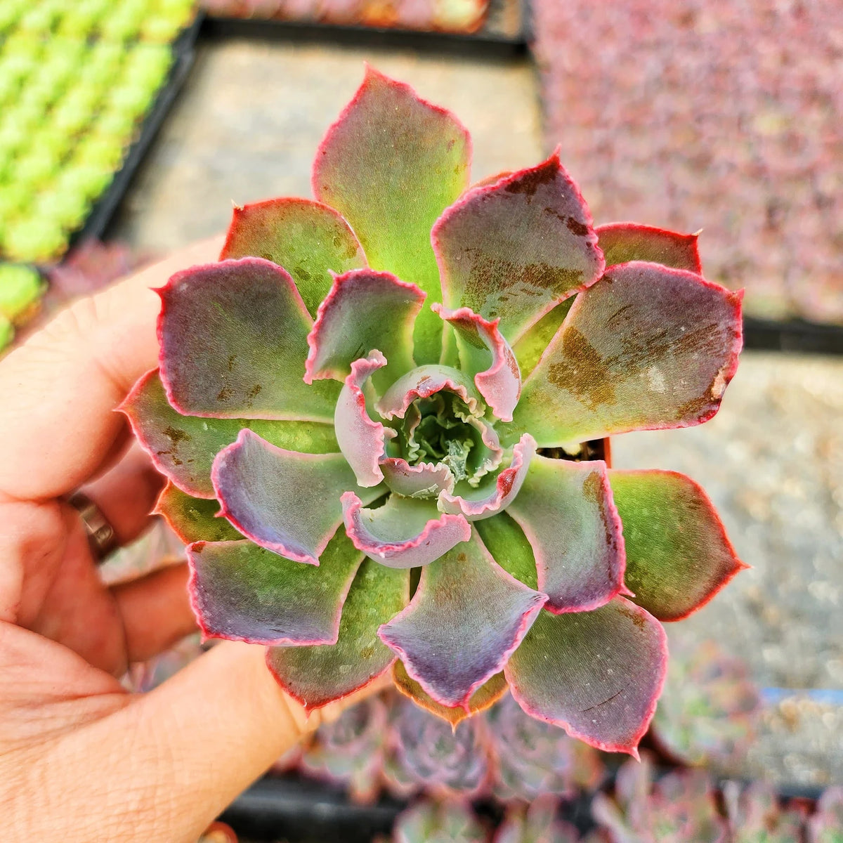 Echeveria Neon Breakers (Plant it Yourself) Bare Rooted