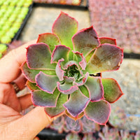 Echeveria Neon Breakers (Plant it Yourself) Bare Rooted