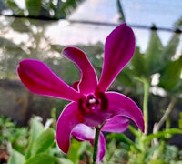 Orchid - Dendrobium Ceasar Red (Blooming Size) - plant store® 