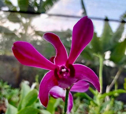 Orchid - Dendrobium Ceasar Red (Blooming Size)