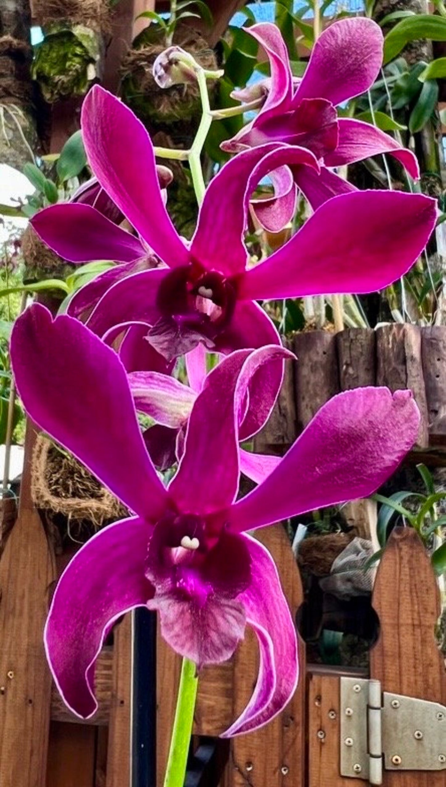 Orchid - Dendrobium Ceasar Red (Blooming Size)