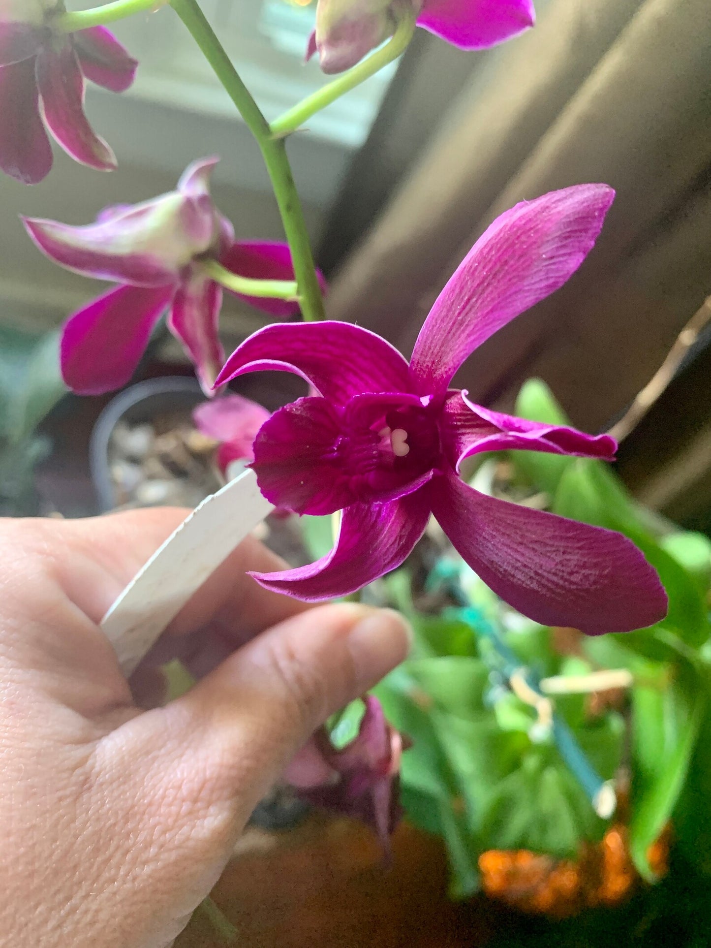 Orchid - Dendrobium Ceasar Red (Blooming Size)