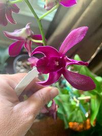 Orchid - Dendrobium Ceasar Red (Blooming Size) - plant store® 