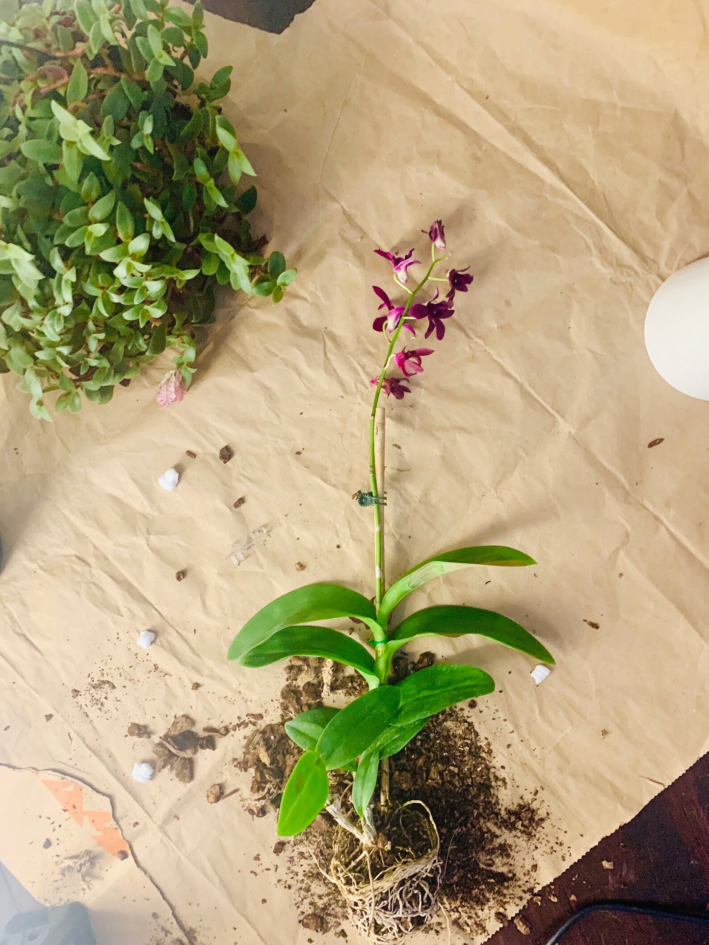 Orchid - Dendrobium Ceasar Red (Blooming Size)