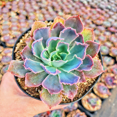 Echeveria Neon Breakers (Plant it Yourself) Bare Rooted