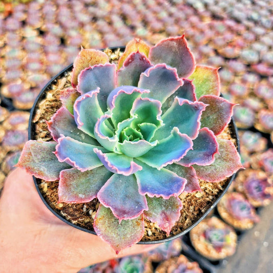 Echeveria Neon Breakers (Plant it Yourself) Bare Rooted