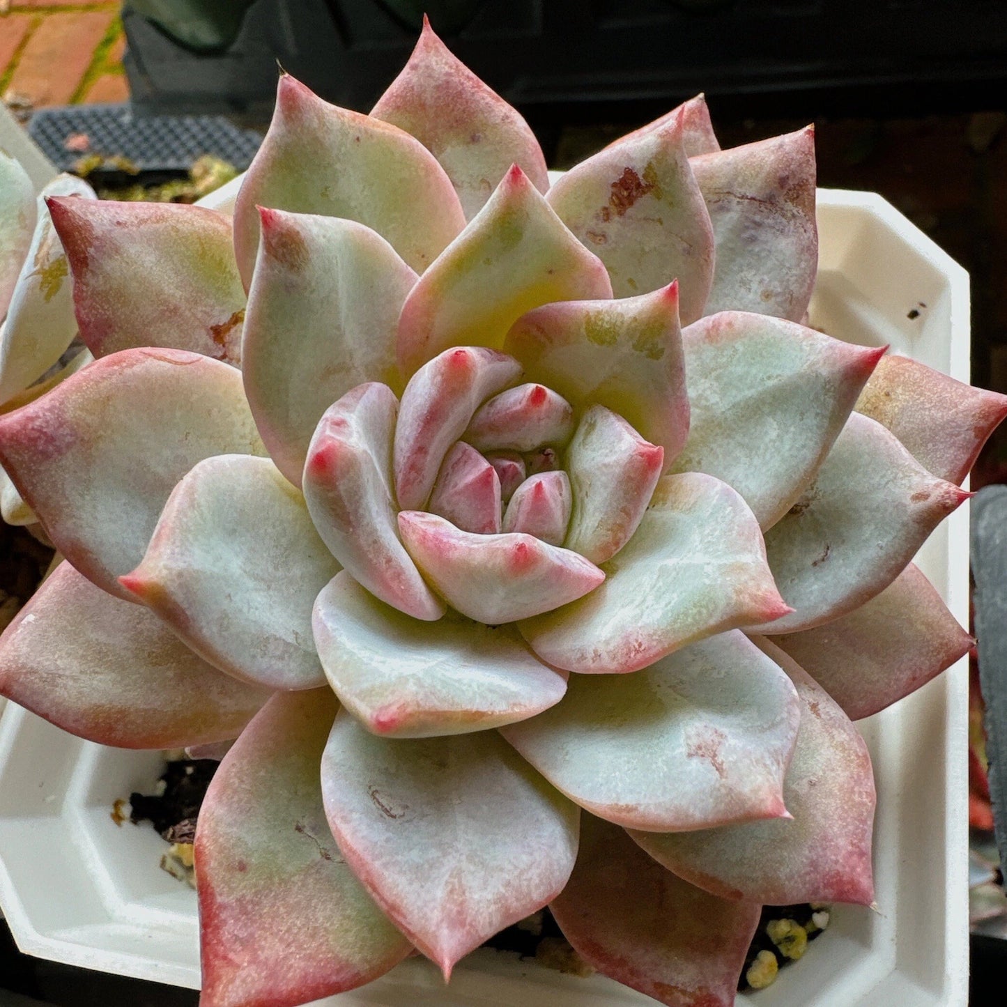 Hybrid Echeveria Orient (Bare Rooted)