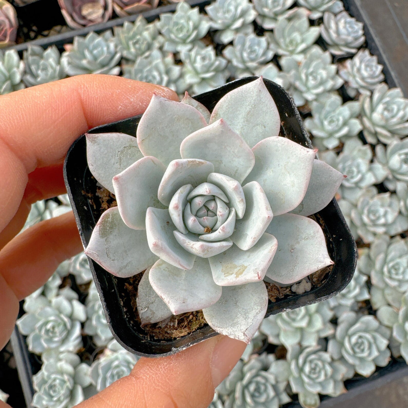Hybrid Echeveria Orient (Bare Rooted) - plant store® 