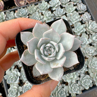Hybrid Echeveria Orient (Bare Rooted) - plant store® 