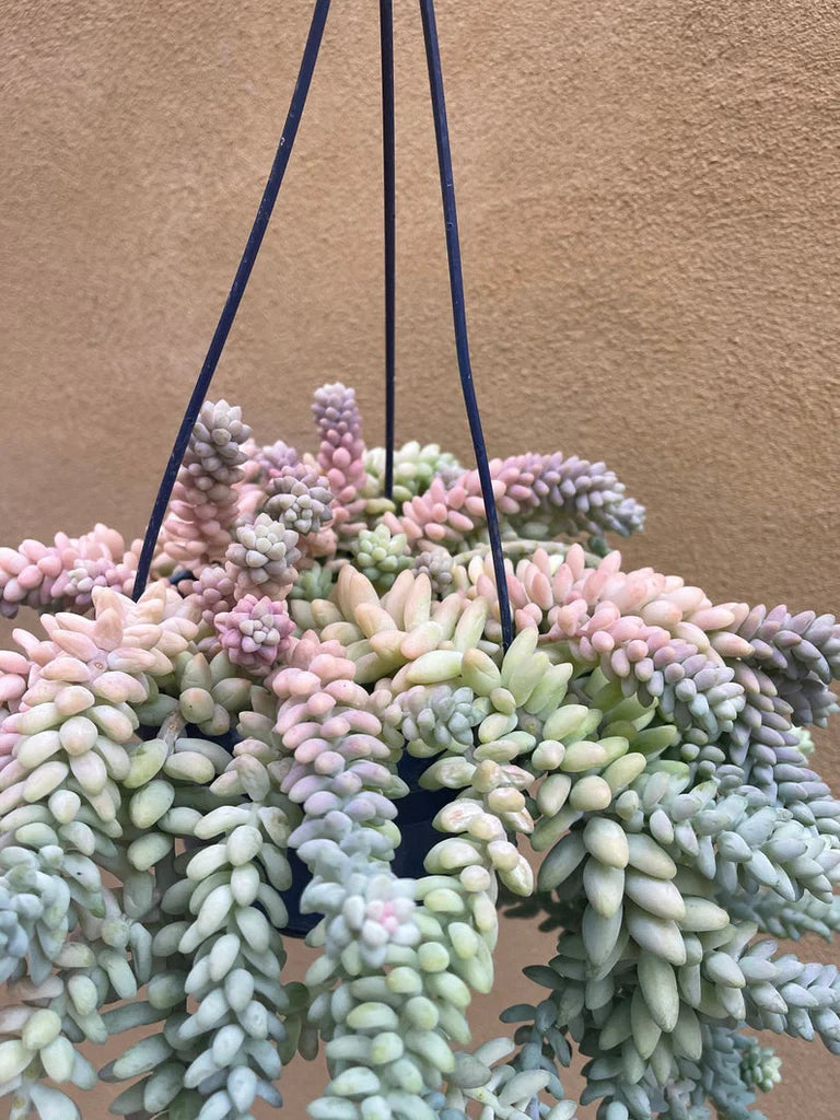 Variegated Donkey's Tail or Burro's Tail Succulent Bare Rooted