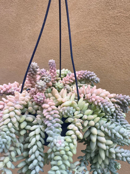 Variegated Donkey's Tail or Burro's Tail Succulent Bare Rooted