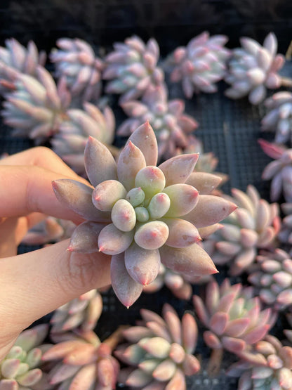 Pachyphytum Hybrid Bare Rooted