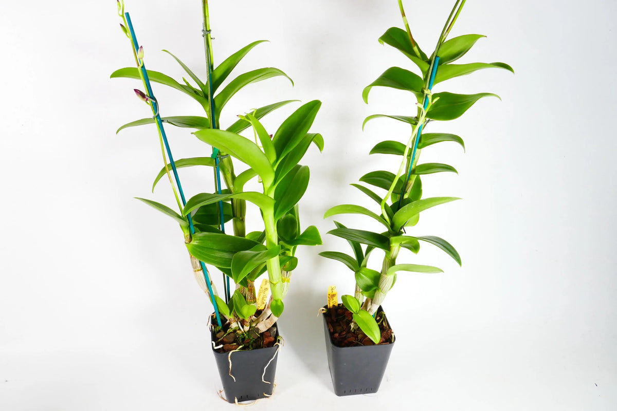 Dendrobium Nestor Semi Alba (Blooming Size) - plant store® 
