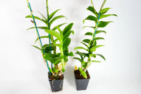 Dendrobium Nestor Semi Alba (Blooming Size) - plant store® 