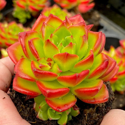Sedeveria Letiza Hybrid (Plant it Yourself) Bare Rooted