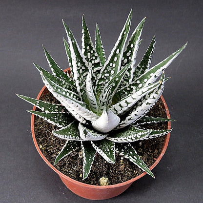 Haworthia Treasures: Rare Haworthia Collection