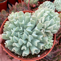 Echeveria Topsy Turvy