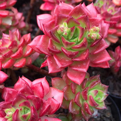 Sedeveria Letiza Hybrid (Plant it Yourself) Bare Rooted