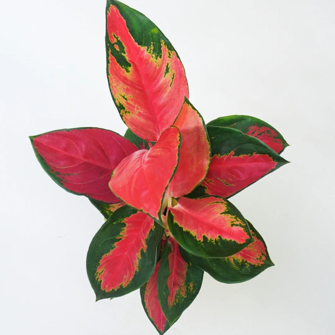 Aglaonema Thai Pink Beauty