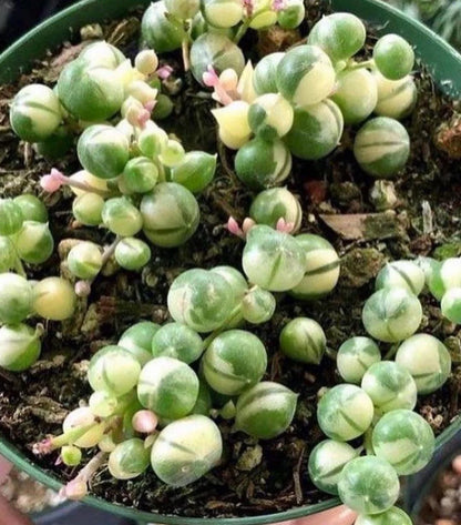 String Symphony : Combo of 5 Plants  Bare Rooted